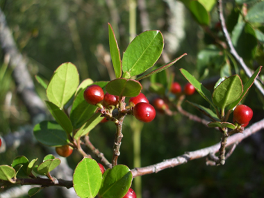 Fruits en formes de drupes rouges puis devenant noires quand elles sont mures. Agrandir dans une nouvelle fenêtre (ou onglet)